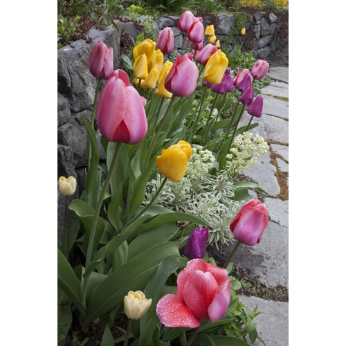 USA, Washington, Seabeck Tulips line garden wall